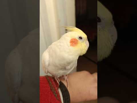 Adorable Cockatiel Milo's Cuteness overload 🥰🦜 #cockatielscraze #birdscharm