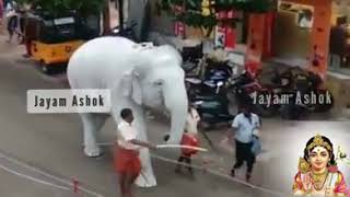 White colour elephant