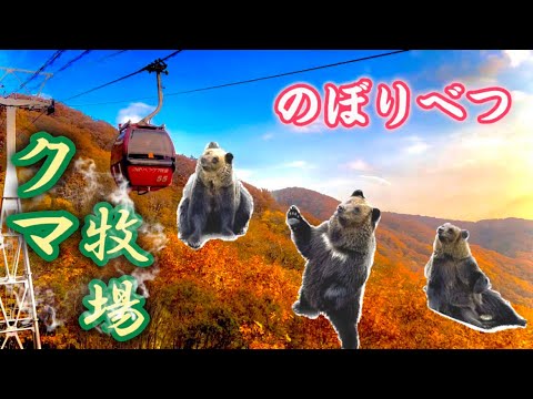 くまクマ熊！！どこをみても熊だらけ！！大迫力のヒグマを間近で体験できるおすすめスポット！！