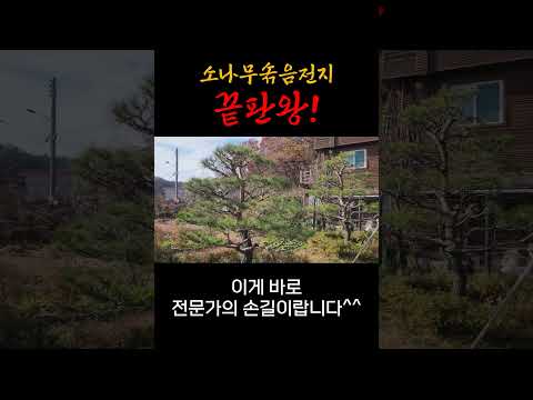 소나무 솎음전지의 끝판왕! 이것이 전문가의 손길입니다! #소나무 #garden #정원