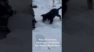 Discovering Snow for the First Time | Poju the Lapponian Herder