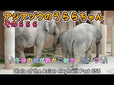 アジアゾウのうららちゃん（６５６）🐘午後の部が静かに始まったゾウ🐘（東山動植物園）Ulala of the Asian elephant Part 656