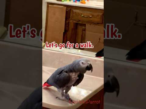 I think I'll take a walk after dinner. #africangreyparrot #takingparrot #shorts