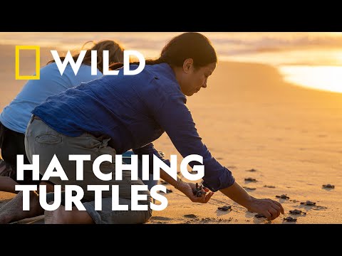 How do Baby Turtles Hatch at the Same Time? | Animal Genius | National Geographic WILD UK