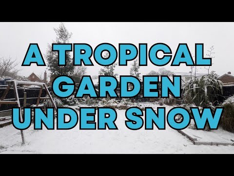 Do this if your tropical plants get covered in snow!