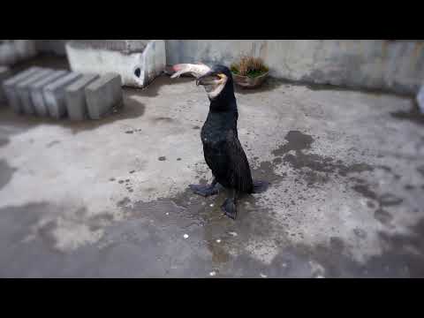 Cormorant eats two large fish at once