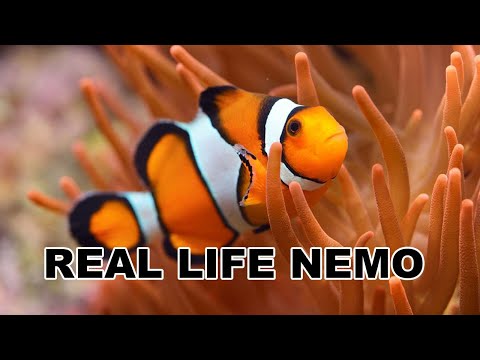 Top 15 Most Attractive Sea Creatures | Discovering the Ocean's Beauties