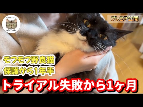 【モフモフ野良猫保護から1年半】お姉ちゃんがモフ子ちゃんに会いたくて里帰りしました！トライアル失敗から1ヶ月…