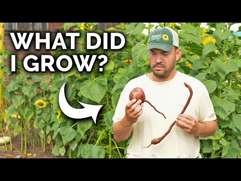 Harvesting The Weirdest Looking Crop I've Ever Seen!