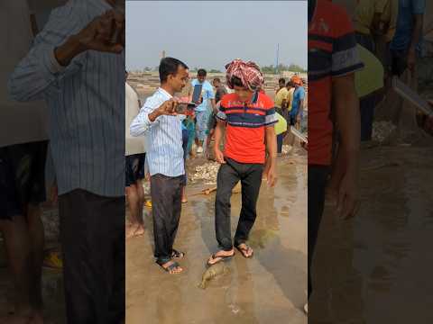 Puffer Fish Catch in Digha Beach 🐟💥 #pufferfish #beach #shorts