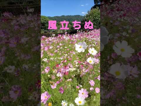 満開のコスモスから風立ちぬ(松田聖子)2024 大阪公立大学付属植物園 #music #flowers #松田聖子 #music #cosmos #大阪公立大学付属植物園 #osaka  #癒し