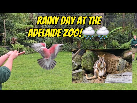 Rainy Day at the Adelaide Zoo! 🌧🌧