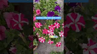 ফুলের বাগান | Flower garden🌼🌹 #flowers #garden #shorts #shortvideo #trending #reels #youtubeshorts