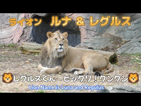 ライオン　ルナ＆レグルス　🦁レグルスくん　ビックリ！クンクン🦁（東山動植物園）Lion Name is Luna and Regulus