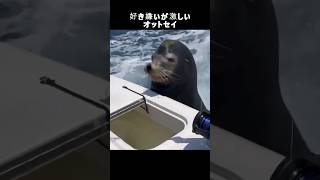 好き嫌いが激しいオットセイ