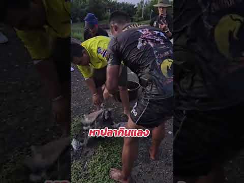 หาปลากินแลงคับ พอได้ป่น😅 #Shorts | Buakaw Banchamek