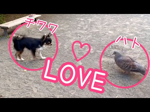 ハトとお友達になった愛犬チワワ♪