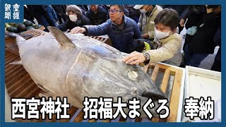 西宮神社　招福大まぐろ　奉納