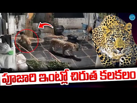 శ్రీశైలం పూజారి ఇంట్లో చిరుత కలకలం | Leopard  Spotted in Priest House in Srisailam @iDreamKhammam