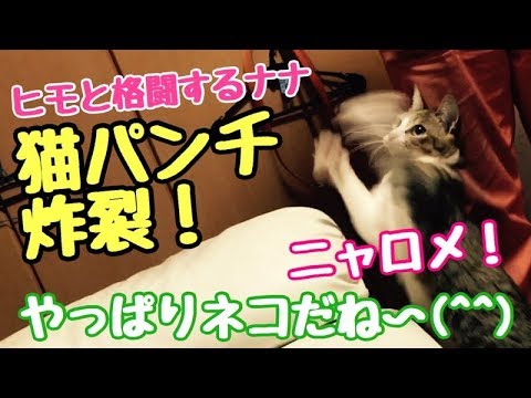 ヒモと格闘する　ネコ