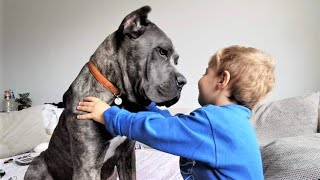 CANE CORSO BABYSITTING CHILDREN | Italian Mastiff Family Protector