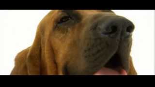 Dogs 101: Bloodhound