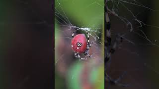 The Life Cycle of a Black Widow Spider