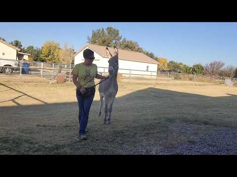 Sancho working on walk/halt/back transitions in new area