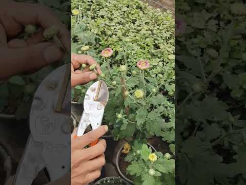 Pruning #plant #trending #natureplants #viralshorts #youtubeshort #pruning #prune #dahlia