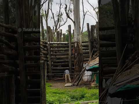 Wild Elephant in Croll   #dubareelephantcamp #kushalnagar #animalshorts #elephant #training #wild