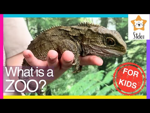 What is a ZOO?🦒 What You Learn at the ZOO🐘 Educational Video for Kids🐅 #ZooForKids