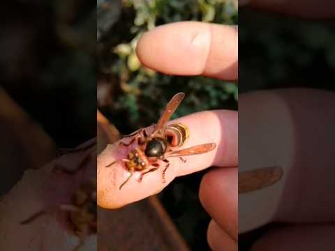 Feeding a wasp with honey.