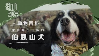 XXXX動物百科:拉得郁逾300公斤重物 伯恩山犬先天骨骼缺陷主人應如何照顧？