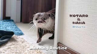 １分でわかるカワウソコタローのモーニングルーティン　Otter Morning Routine #Shorts