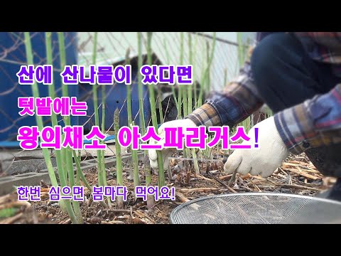 산에 산 나물이 있다면 텃밭에는 왕의채소 아스파라거스가 있습니다 #farming #gardening