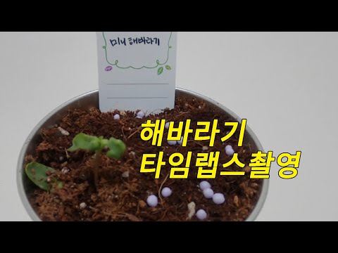 해바라기 새싹 타임랩스 #해바라기키우기 #Timelapse