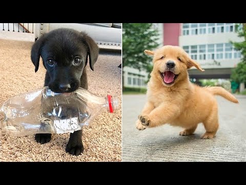 Baby Dogs 🔴 Cute and Funny Dog Videos Compilation #4 | 30 Minutes of Funny Puppy Videos 2022