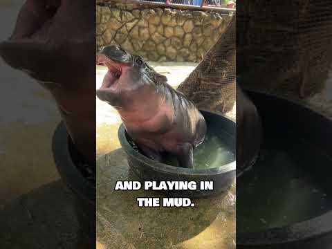 Meet Moo Deng – the cutest animal you’ve probably never heard of! 🐾❤️#BabyHippo#MooDeng#CuteOverload