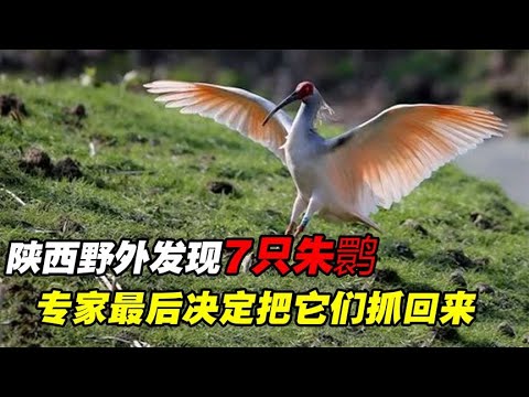 1980年全球朱鹮绝迹，竟在陕西发现最后7只！专家：把它们捉起来