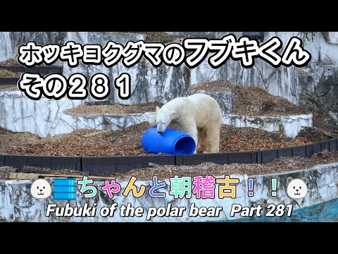 ホッキョクグマのフブキくん（２８１）🐻‍❄️🛢️ちゃんと朝稽古！！🐻‍❄️（東山動植物園）Fubuki of the polar bear Part 281