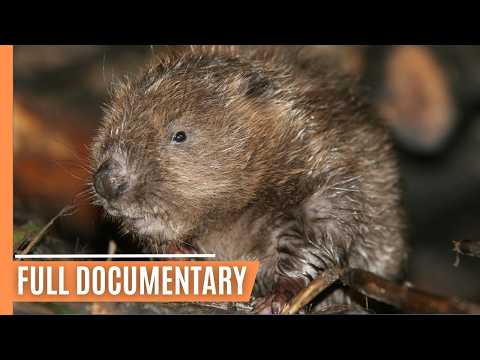 The Oder-Delta’s Wild Inhabitants - Discover the Lives of Sea Eagles, Wolves, and Wild Horses