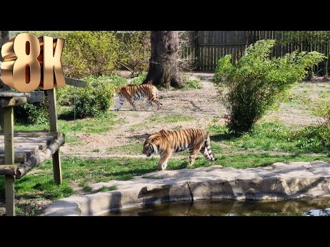 The Sad Reality of Tiger Safaris: Witnessing the Plight of These Majestic Creatures in 8K