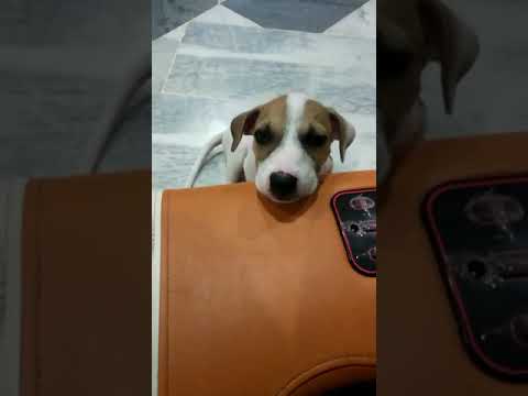 Funny and cute doggy