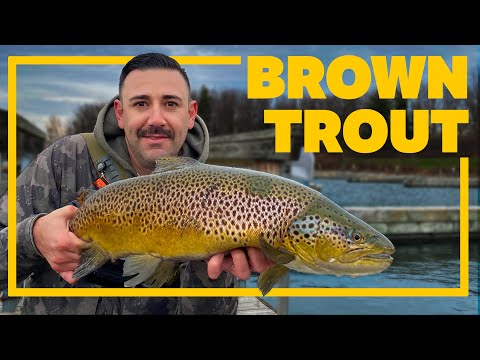 Brown Trout Fishing From Shore - Lake Ontario