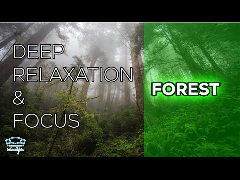 Escape to Nature: A Breathtaking Journey Through Forests and Rivers with Soothing Music