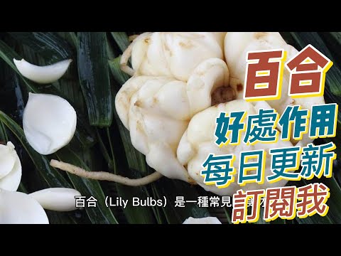 EP187 百合（Lily Bulbs）的好處與作用 注意事項 促進消化健康 滋陰養顏 抗氧化