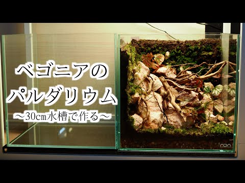 【観葉植物】水槽で作るベゴニアのパルダリウム【30cmキューブ】