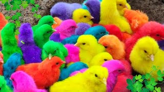 World Cute Chickens, Colorful Chickens, Rainbows Chickens, Cute Ducks, Cat, Rabbits,Cute Animals🐤🐣🦆🐟