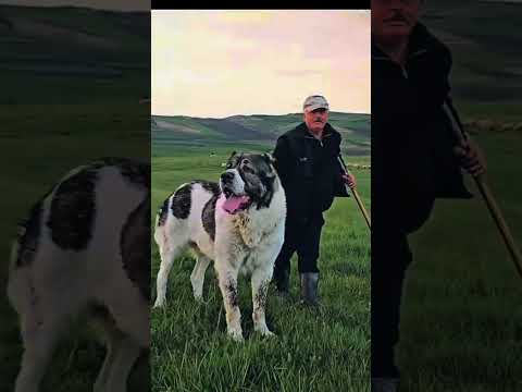 #big central asian shepherd#alabai dog🔥#shortvideo #viralvideo