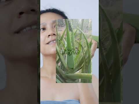 Hydrate, Heal, & Glow:  Aloe Vera & Honey Skin Mask